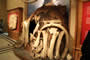 Bild 5/6: Steinzeitliche Behausung aus Mammutbestandteilen, Naturhistorisches Museum Wien 