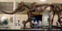 Bild 6/6: Mammutskelett komplett, New York 