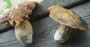 Bild 140/167: Steinpilze, geeignet 