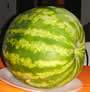 Bild 158/167: Wassermelone, geeinet 
