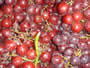 Bild 161/167: Weintrauben, geeignet 