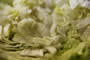 Bild 164/167: Zuckerhutsalat, bei Bedarf staubzuckern 