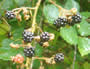 Bild 23/167: Brombeeren, geeignet 