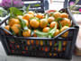 Bild 29/167: Clementinen, geeignet 